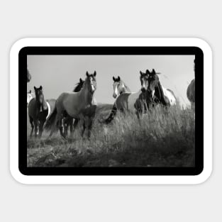 Cariboo Horse Herd - Ranch Horses Sticker